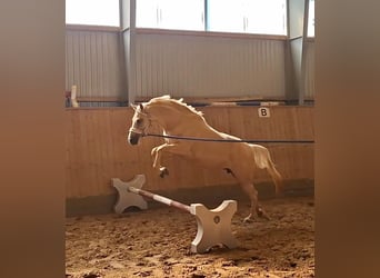 Deutsches Reitpony, Stute, 4 Jahre, 146 cm, Palomino
