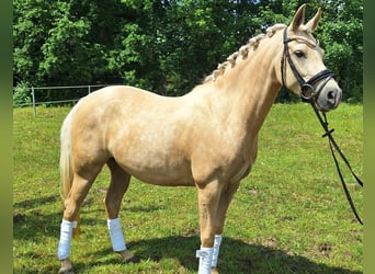 Deutsches Reitpony, Stute, 4 Jahre, 146 cm, Palomino