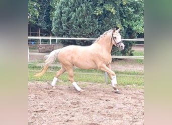 Deutsches Reitpony, Stute, 4 Jahre, 146 cm, Palomino
