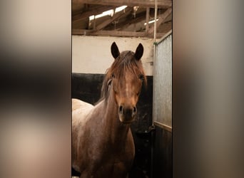 Deutsches Reitpony, Stute, 4 Jahre, 146 cm, Roan-Red