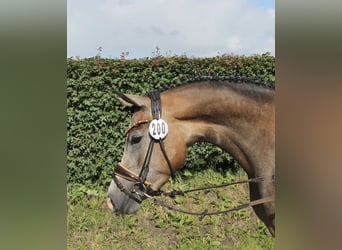 Deutsches Reitpony, Stute, 4 Jahre, 146 cm, Schimmel