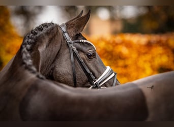 Deutsches Reitpony, Stute, 4 Jahre, 146 cm, Schwarzbrauner