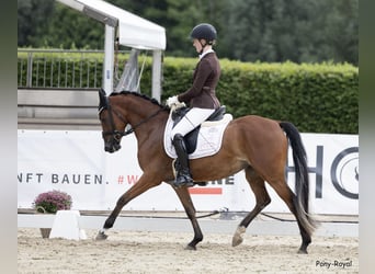 Deutsches Reitpony, Stute, 4 Jahre, 147 cm, Brauner
