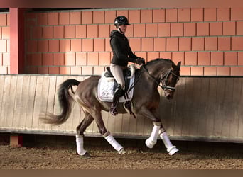 Deutsches Reitpony, Stute, 4 Jahre, 147 cm, Brauner