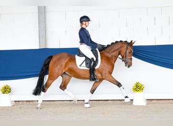 Deutsches Reitpony, Stute, 4 Jahre, 147 cm, Brauner