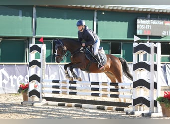 Deutsches Reitpony, Stute, 4 Jahre, 147 cm, Brauner