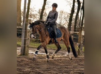 Deutsches Reitpony, Stute, 4 Jahre, 147 cm, Brauner
