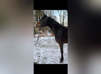 Deutsches Reitpony, Stute, 4 Jahre, 147 cm, Brauner
