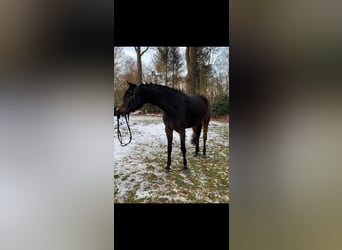 Deutsches Reitpony, Stute, 4 Jahre, 147 cm, Brauner