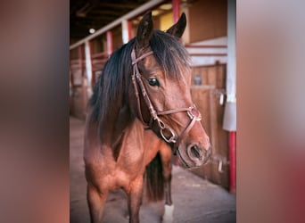 Deutsches Reitpony, Stute, 4 Jahre, 147 cm, Brauner