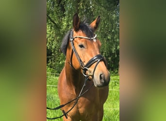 Deutsches Reitpony, Stute, 4 Jahre, 147 cm, Brauner