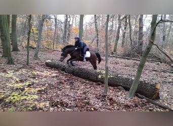 Deutsches Reitpony, Stute, 4 Jahre, 147 cm, Brauner