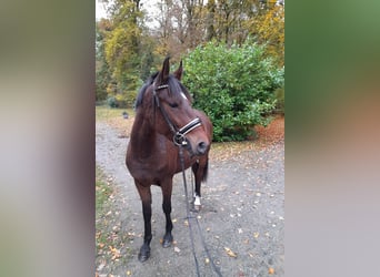 Deutsches Reitpony, Stute, 4 Jahre, 147 cm, Brauner
