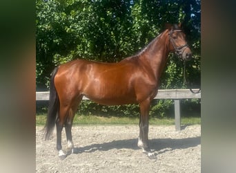 Deutsches Reitpony, Stute, 4 Jahre, 147 cm, Brauner