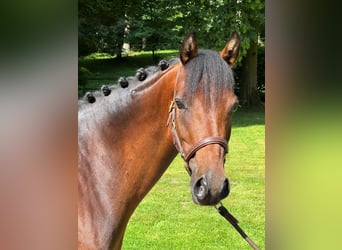 Deutsches Reitpony, Stute, 4 Jahre, 147 cm, Brauner