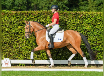 Deutsches Reitpony, Stute, 4 Jahre, 147 cm, Braunfalbschimmel