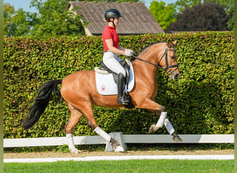 Deutsches Reitpony, Stute, 4 Jahre, 147 cm, Braunfalbschimmel