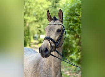 Deutsches Reitpony, Stute, 4 Jahre, 147 cm, Buckskin