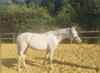 Deutsches Reitpony, Stute, 4 Jahre, 147 cm, Cremello