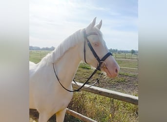 Deutsches Reitpony, Stute, 4 Jahre, 147 cm, Cremello