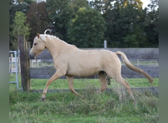 Deutsches Reitpony, Stute, 4 Jahre, 147 cm