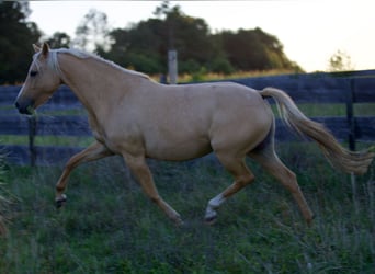 Deutsches Reitpony, Stute, 4 Jahre, 147 cm