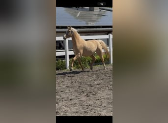 Deutsches Reitpony, Stute, 4 Jahre, 147 cm