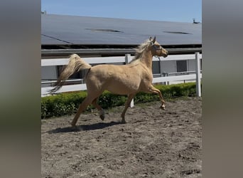 Deutsches Reitpony, Stute, 4 Jahre, 147 cm