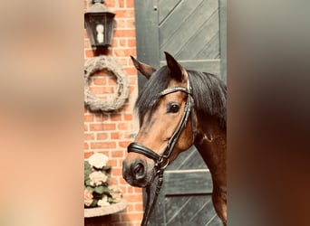 Deutsches Reitpony, Stute, 4 Jahre, 147 cm, Dunkelbrauner