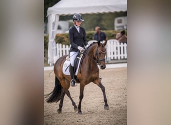 Deutsches Reitpony, Stute, 4 Jahre, 147 cm, Dunkelbrauner