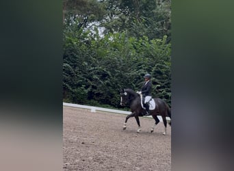 Deutsches Reitpony, Stute, 4 Jahre, 147 cm, Dunkelbrauner