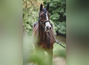 Deutsches Reitpony, Stute, 4 Jahre, 147 cm, Dunkelbrauner