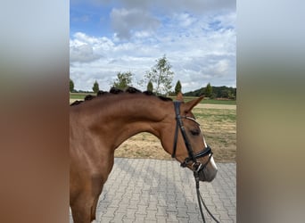 Deutsches Reitpony, Stute, 4 Jahre, 147 cm, Dunkelfuchs