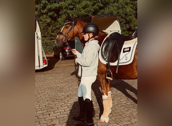 Deutsches Reitpony, Stute, 4 Jahre, 147 cm, Dunkelfuchs