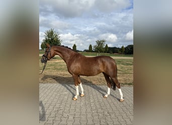 Deutsches Reitpony, Stute, 4 Jahre, 147 cm, Dunkelfuchs