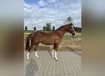 Deutsches Reitpony, Stute, 4 Jahre, 147 cm, Dunkelfuchs