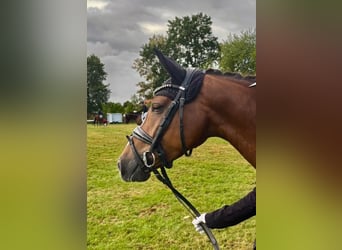 Deutsches Reitpony, Stute, 4 Jahre, 147 cm, Dunkelfuchs
