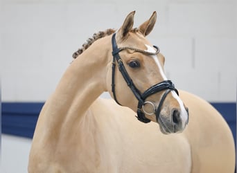 Deutsches Reitpony, Stute, 4 Jahre, 147 cm, Falbe