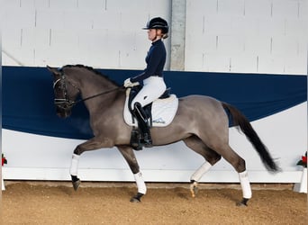 Deutsches Reitpony, Stute, 4 Jahre, 147 cm, Falbe