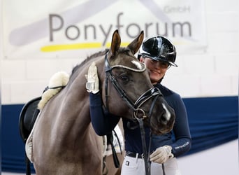 Deutsches Reitpony, Stute, 4 Jahre, 147 cm, Falbe