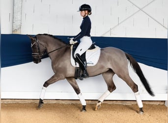 Deutsches Reitpony, Stute, 4 Jahre, 147 cm, Falbe