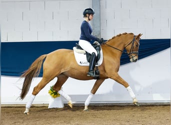 Deutsches Reitpony, Stute, 4 Jahre, 147 cm, Falbe