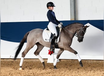 Deutsches Reitpony, Stute, 4 Jahre, 147 cm, Falbe