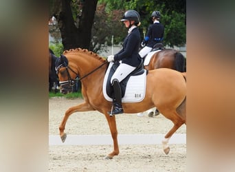 Deutsches Reitpony, Stute, 4 Jahre, 147 cm, Falbe