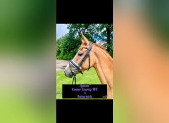 Deutsches Reitpony, Stute, 4 Jahre, 147 cm, Falbe