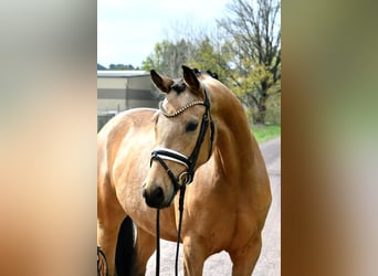 Deutsches Reitpony, Stute, 4 Jahre, 147 cm, Falbe