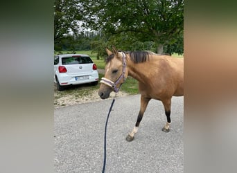 Deutsches Reitpony, Stute, 4 Jahre, 147 cm, Falbe