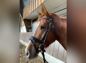 Deutsches Reitpony, Stute, 4 Jahre, 147 cm, Fuchs