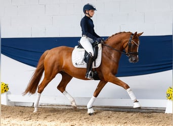 Deutsches Reitpony, Stute, 4 Jahre, 147 cm, Fuchs