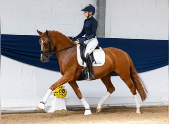 Deutsches Reitpony, Stute, 4 Jahre, 147 cm, Fuchs
